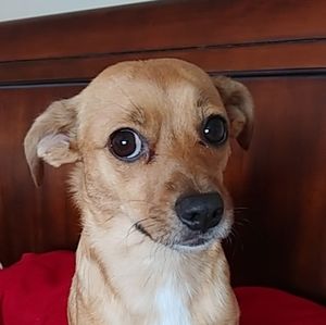 Meet your Posher, Carmen